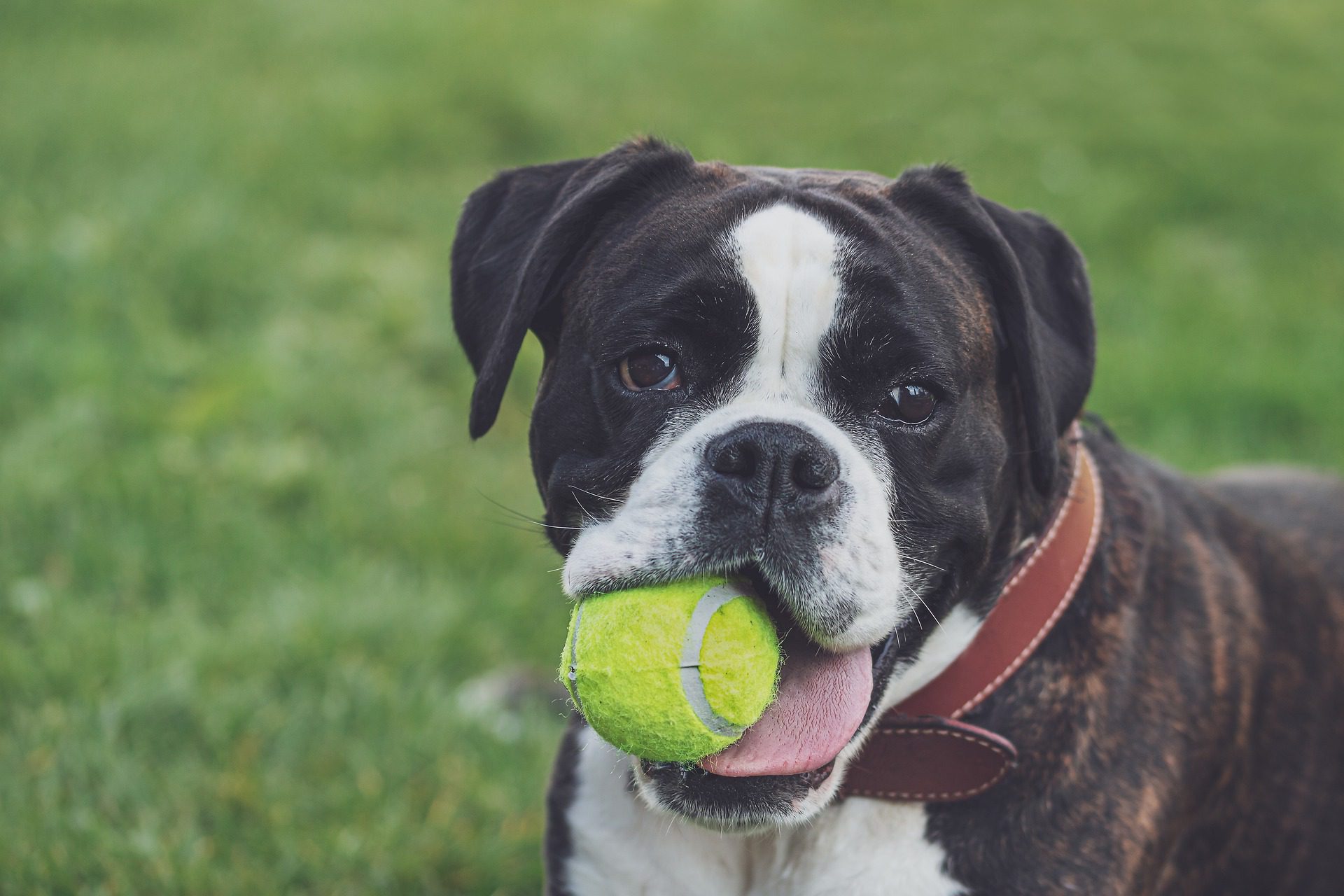 Dog biting on tennis ball