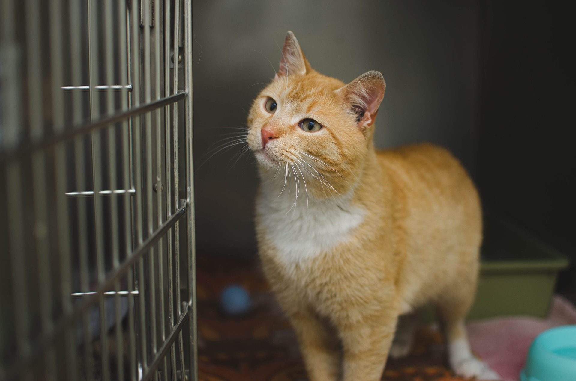 orange cat staring at cage