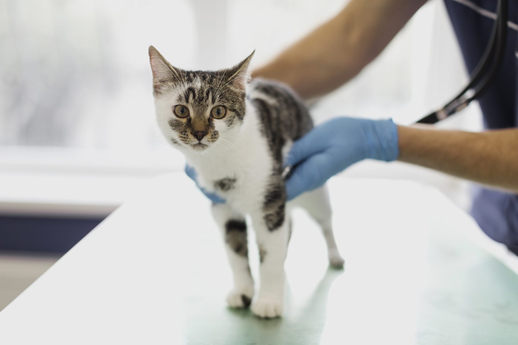 cat being held by veterinarian