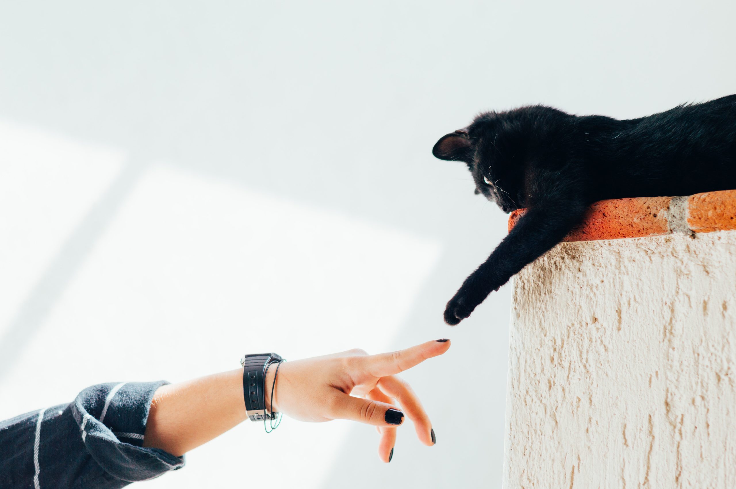 Person reaching out to cat