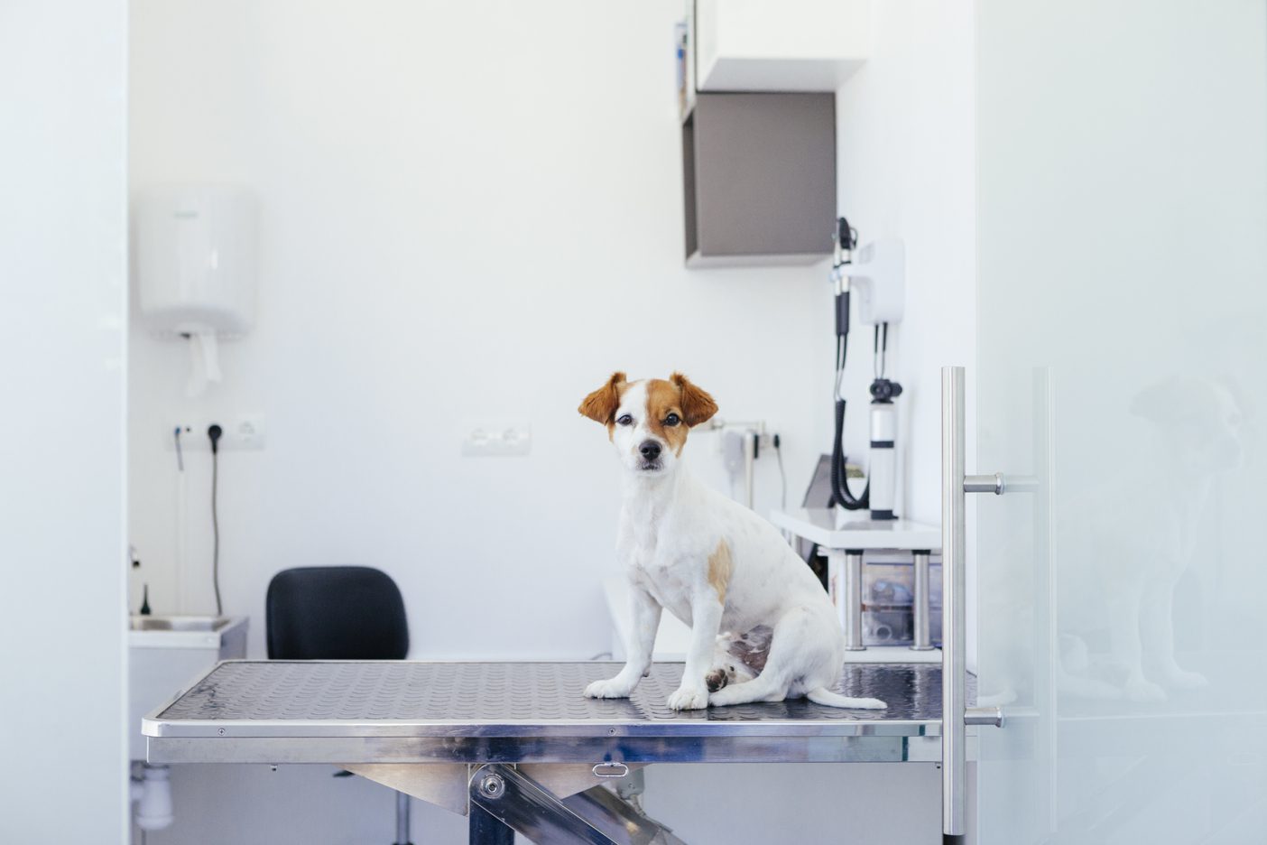 Dog on surgical table